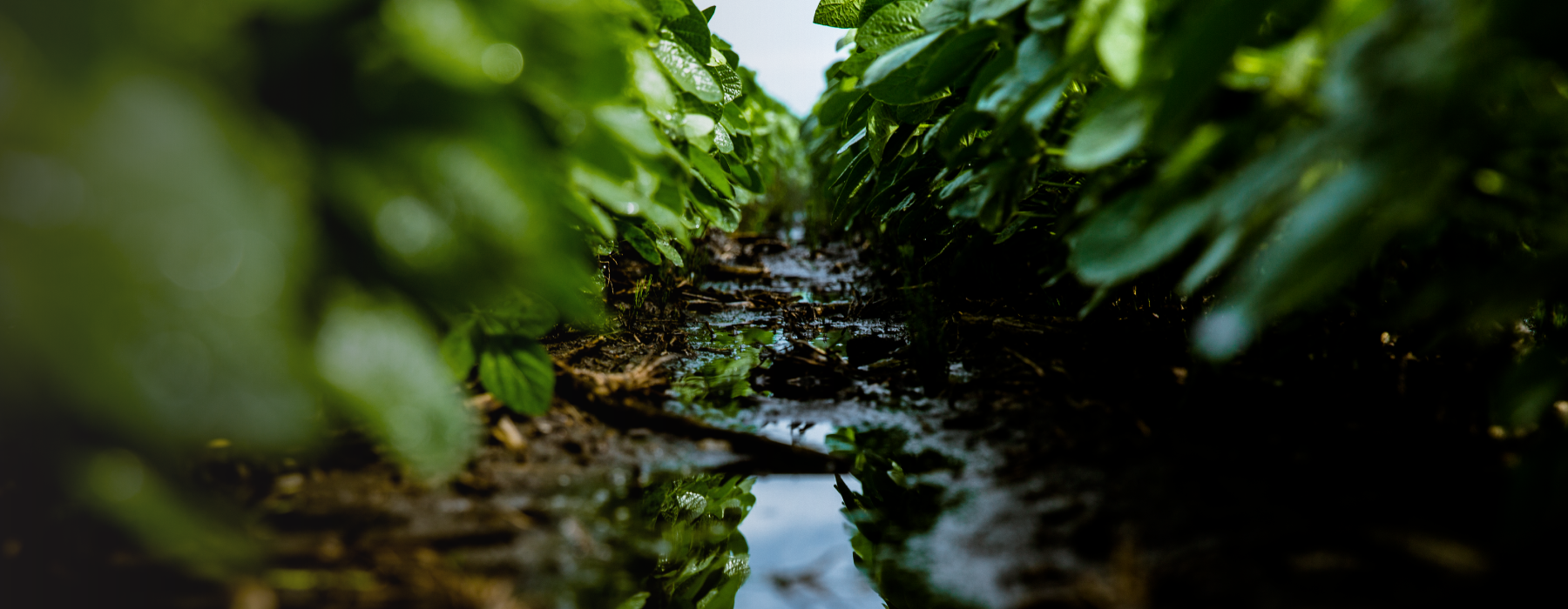 irrigation.education pivot in a field with a dramatic sky