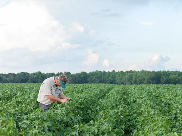 Adapting Cotton Irrigation to Local Conditions