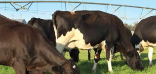 Управление молочными фермами
