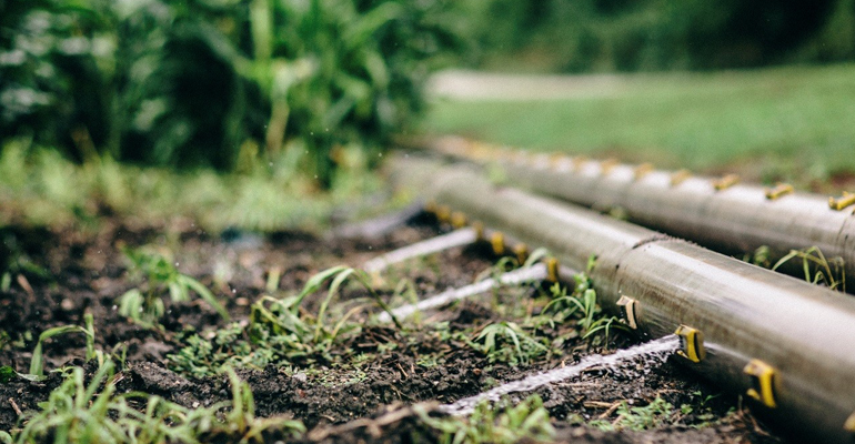 flood irrigation