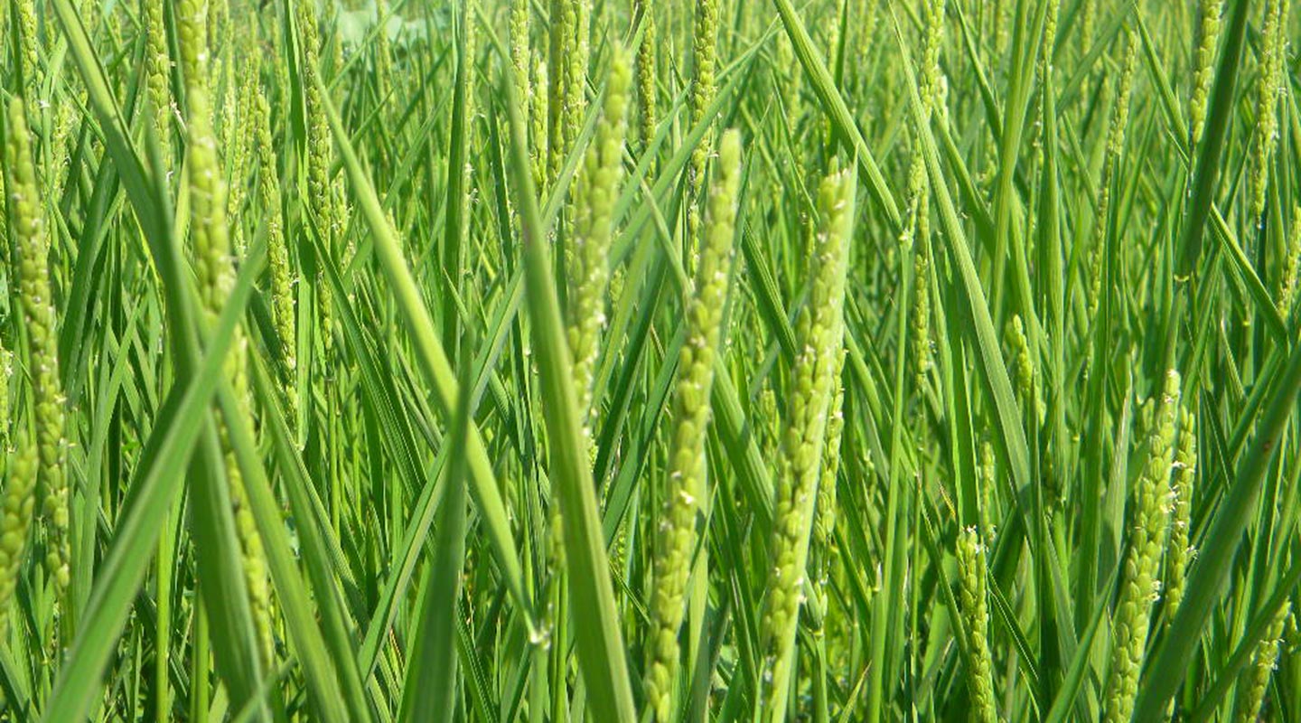 rice irrigation