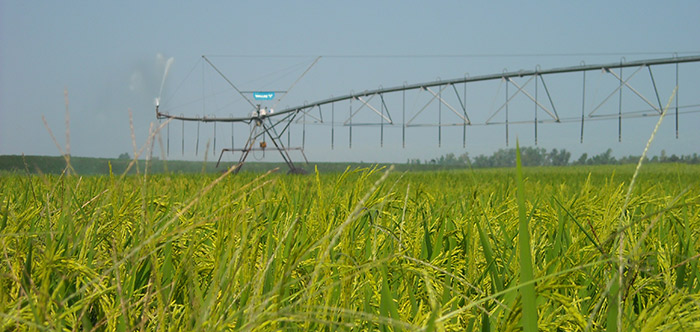 valley rice irrigation solutions